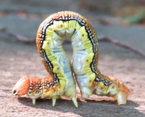 �`���o�l�t���G�_�V���N�ۂ�