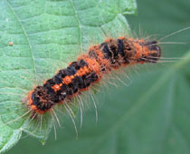 ���o�����ȐF�ʂ̃h�N�K