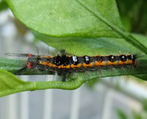 �q���V�������h�N�K�̎Ⴂ�q