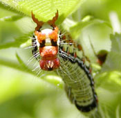 �t�N���X�Y���̍A