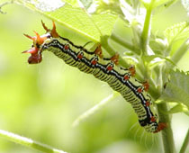 �t�N���X�Y���S�i