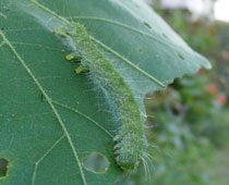 �t�^�g�K���R���K�΃o�[�W����