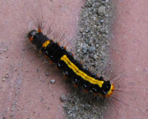 �S�}�t���h�N�K