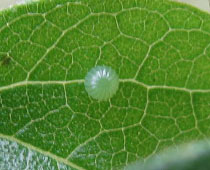 �A�J�{�V�S�}�_���̗�