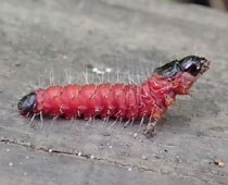 �S�}�t�{�N�g�E