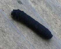 �n�o�`�̂ǂꂩ�炵��