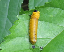 �`���C���n�o�`