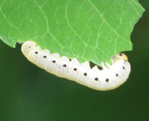 ���Ƃ����n�o�`