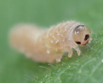 �{������̃n�o�`