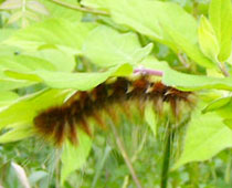 �F�Ⴂ���I�r�K�ۂ�