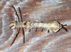 �V���`�z�R�K�������炵��