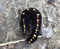 �q���G�O���o