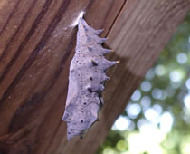 �q�I�h�V�`���E���