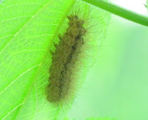 �A�}�q�g���Ɏ��Ă�