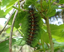 �N���S�}�_���q�g��