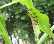 �召�z�V�q���z�E�W���N