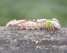 �悿�悿�z�\�o�V���`�z�R