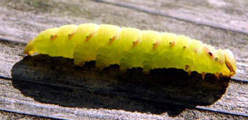 �X�P���g���C��