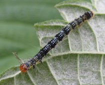 ��������ʃC��