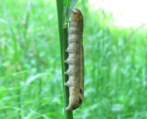 �ۂ��Ă�C��