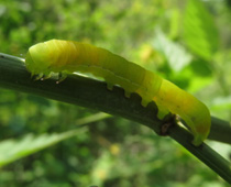 �������C��