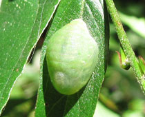 �E���M���V�W�~�̃T�i�M�Ɏ��Ă�