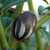 �C���K�̖�