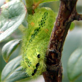 �q���w���A�I�C���K�ђ��H