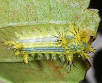 ������q���w���A�I�C���K�ۂ�