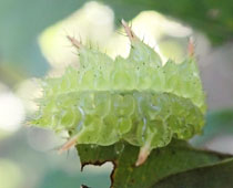 �A�J�C���K