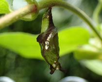 �C�`�����W�`���E���