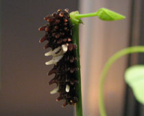 �W���R�E�A�Q�n�̃C�{�����