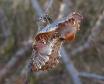 �W���R�E�A�Q�n���