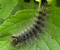 �_�u���{�^���̃}�C�}�C�K