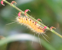 �X�W�����q�g�����ȁH