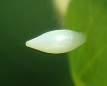 �L�`���E�̗�