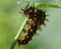 �傫���L�^�e�n