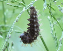 �L�^�e�n�O�