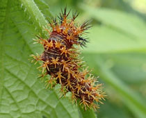 �������L�^�e�n