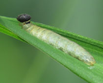 �R�`���o�l�Z�Z��