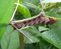 �R�X�Y���炵��