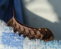 �����̃`�r�R�X�Y��