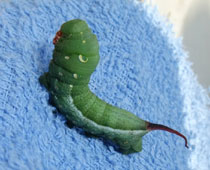 �R�X�Y���΃o�[�W����