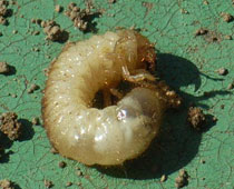 �Ԓd���@��Ƃ��ꂪ�o��