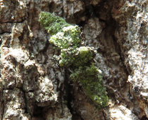 �V���z�V�R���K