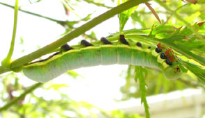 �N�r���V���`�z�R