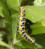 ���Ԃ�z�\�o�Z�_�J���N��