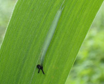 �N���R�m�}�`���E�ג��c��