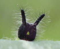 �N���R�m�}��