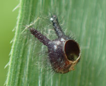 �N���R�m�}�w�����b�g